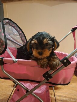 Jorkšírský teriér bez pp - 10