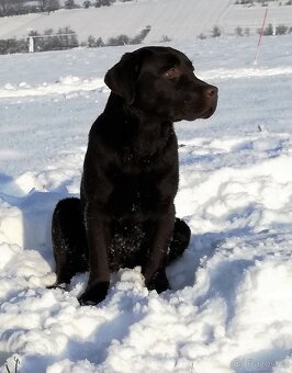 Labradorský retrívr - 10