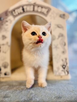 Britská koťátka činčily k odbery hned - 10