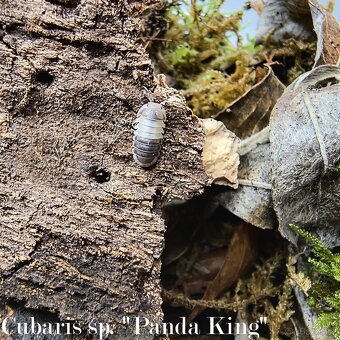 ISOPODY·STÍNKY - Fauna trhy Ostrava 14.12. - 10