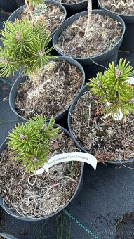 Borovice c2 doprava - 10