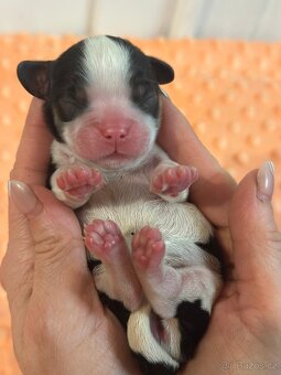 Cavalier King Charles spaniel - 10
