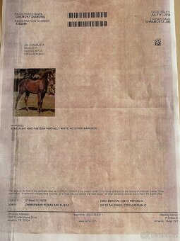 Prodám dva valachy do dobrých rukou - Paint Horse a Quarter - 10