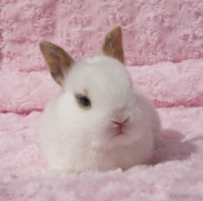 Zakrslý krátkouchý králíček , malinký kluk s VP - 10