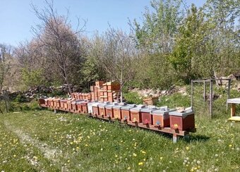 Včelí oddělky 2026 na rám. míře 39x24 - 10