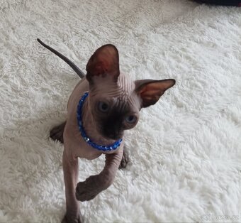 Kanadský sphynx - 10