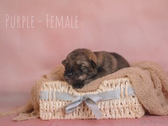 Prodej - štěňata Saarloosova vlčáka 🐺 - 10