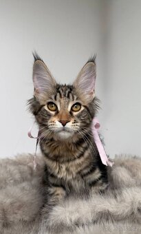 Mainská mývalí koťátka s PP - 10