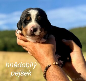 Bernský salašnický pes s PP - štěňátka - 10