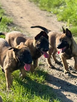BELGICKÝ OVČÁK MALINOIS - 10