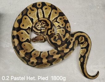 Krajta královská subadult a adult - 10