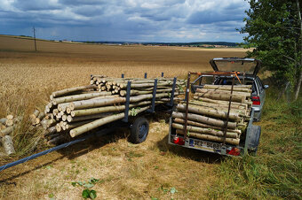 Sadba japonského topolu - 10