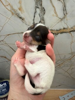 Jorkšírsky teriér s PP Fenky & kluci - 10