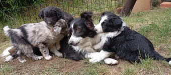 Border kolie - 10
