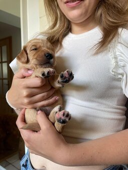 Štěňátka F2 Goldendoodle - 10