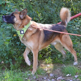 🐾 Tessar – mladý kříženec německého ovčáka a akita inu hled - 10