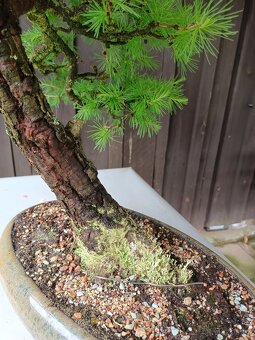 bonsai, bonsaj - 10