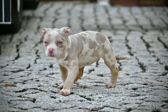 Štěňátka American Bully - 10