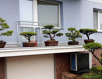 Borovice lesní (Pinus sylvestris compressa) - 10