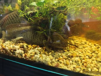 Axolotl - Mexický dráček - Axík Axelotl - 10