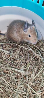 Osmák Degu s VP - 10