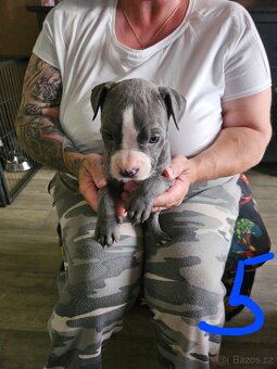 Štěňátka Pitbulla prodám - 10