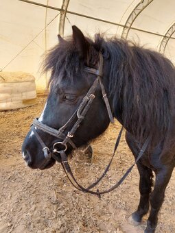 Pony valach - 10