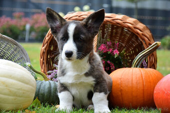 Welsh Corgi Cardigan Chlapec je připraven k vyzvednutí - 10