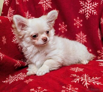 Čivava dlouhosrstá s PP - 10