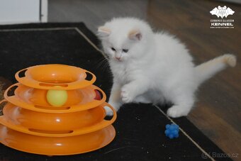 Ragdoll s PP – creme/red kocourek na výstavy a chov - 10