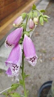 Trvalky, bylinky - 10