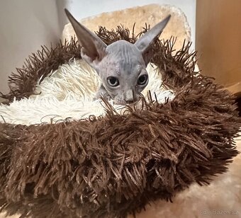 Kanadský Sphynx s průkazem původu - 10