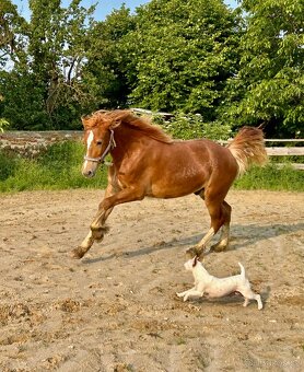welsh cob D válašek - 10
