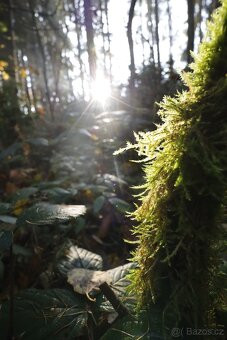 Canon RF 16 mm F2.8 STM - 10