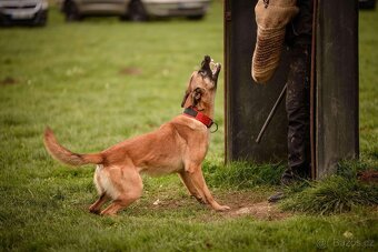 Belgický ovčák Malinois - 10