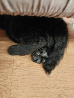 Štěně Labradoodle Draco - 10