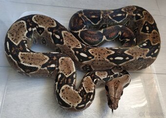Boa imperator - DH Leopard VPI T+ Albino - 10