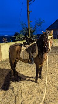 Prodáme valáška welsh mountain pony sekce A - 10