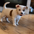 Jack Russell Terrier FCI - 10