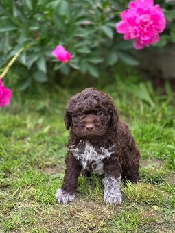 Italský vodní pes s PP - Lagotto romagnolo - 10