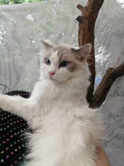 Ragdoll - 10