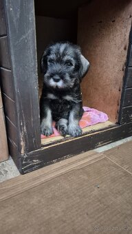 Knírač střední pepř a sůl, štěňata s PP - 10