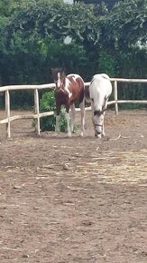 Prodám valacha  american paint horse - 10