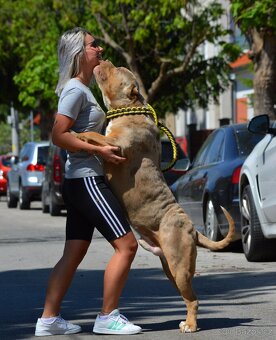 American bully xl, pitbull xxl merle tricolor - 10