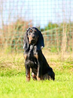 Black and Tan Coonhound/ americký mývalí pes - 10