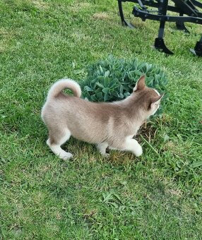 Sibirsky Husky - 10