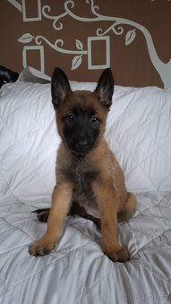 Belgický ovčák malinois bez PP - 10