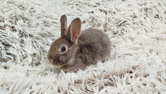 Zakrslý králík, králíček -(REX)-DAMIAN - 10