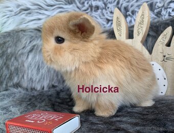❤️❤️Krásná Minilop Kralicek veranek miminka - 10