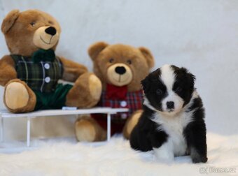 Miniaturní americký ovčák - 10